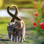 Two tabby kittens walking close to each other on some grass, their tails crossing to shape a heart. To the right of them is a field of red poppies.